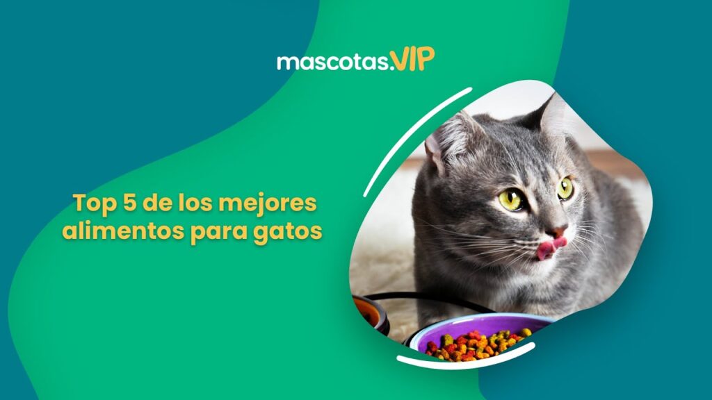 Los Mejores Alimentos Para Gatos Econ Micos Y De Alta Calidad En