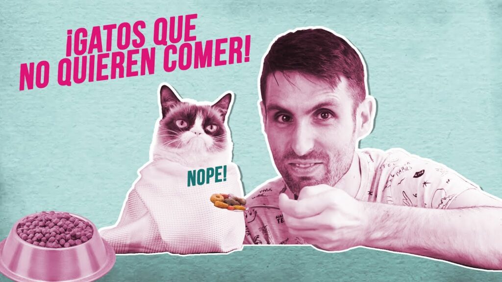 Logra Que Tu Gato Coma Descubre Las Mejores Opciones De Comida Para