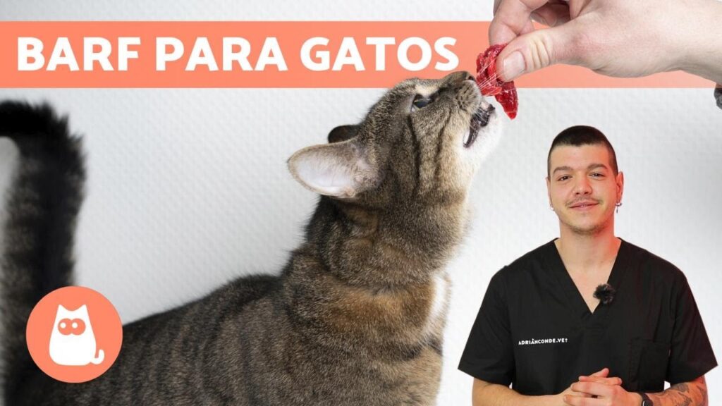 Descubre Las Mejores Opciones De Comida Para Gatos Saludable Una