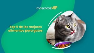 alimento-para-gatos-economico-y-bueno-colombia