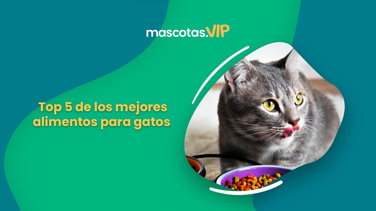 alimento para gatos economico y bueno colombia