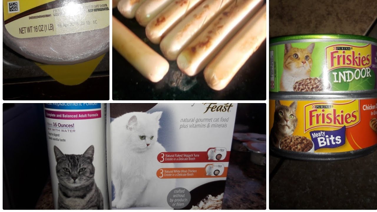 alimento para gatos lactantes
