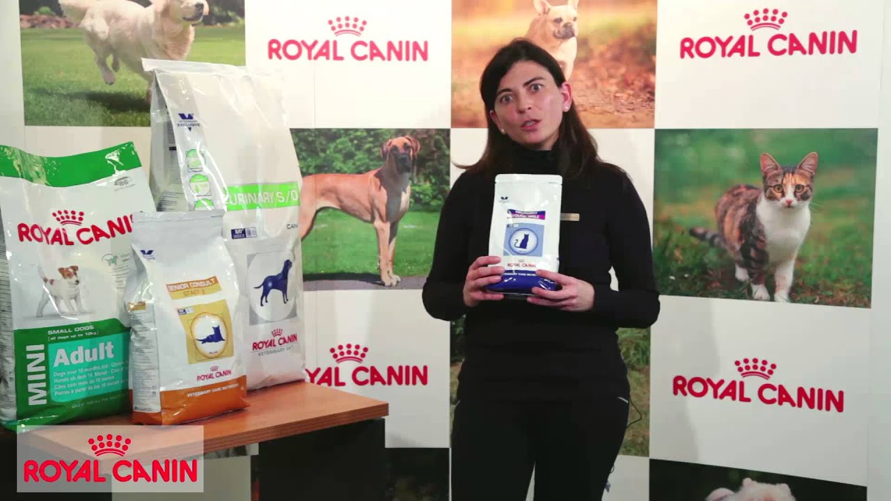 alimento para gatos royal canin urinary