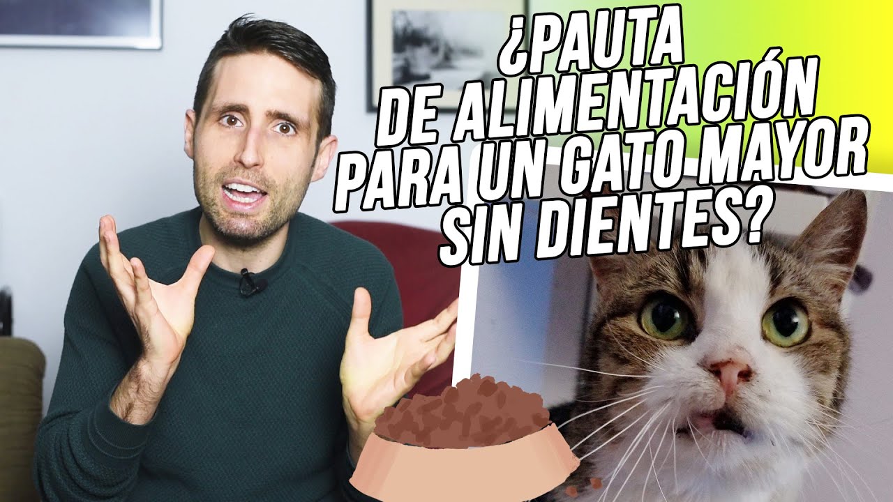 alimento para gatos viejos sin dientes