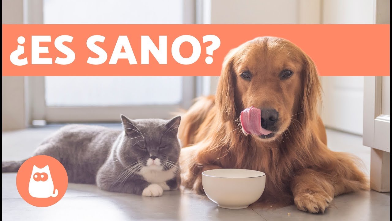 alimento para gatos y perros