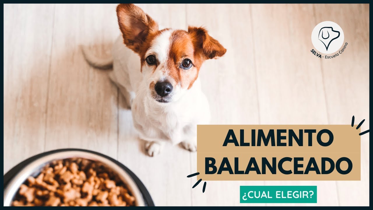 alimento para perros jujuy