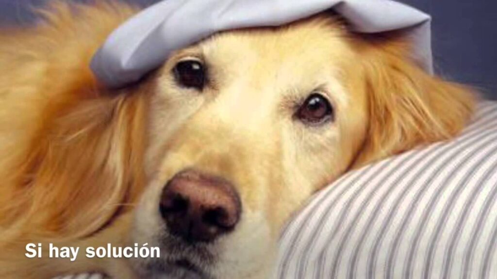 alimento para perros urinary