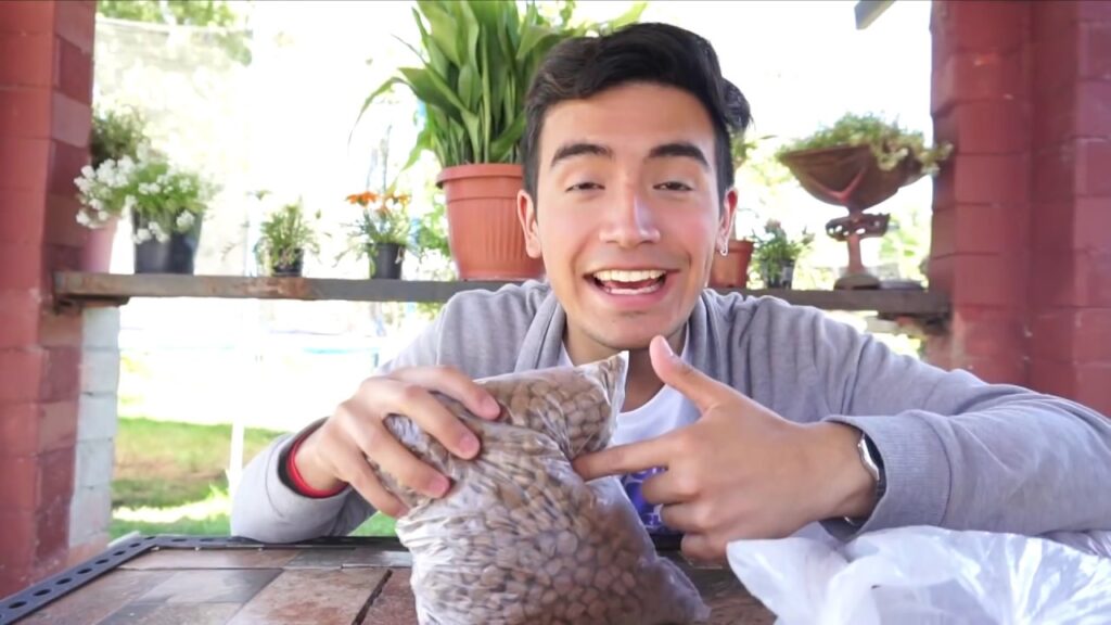 alimento para perros xt