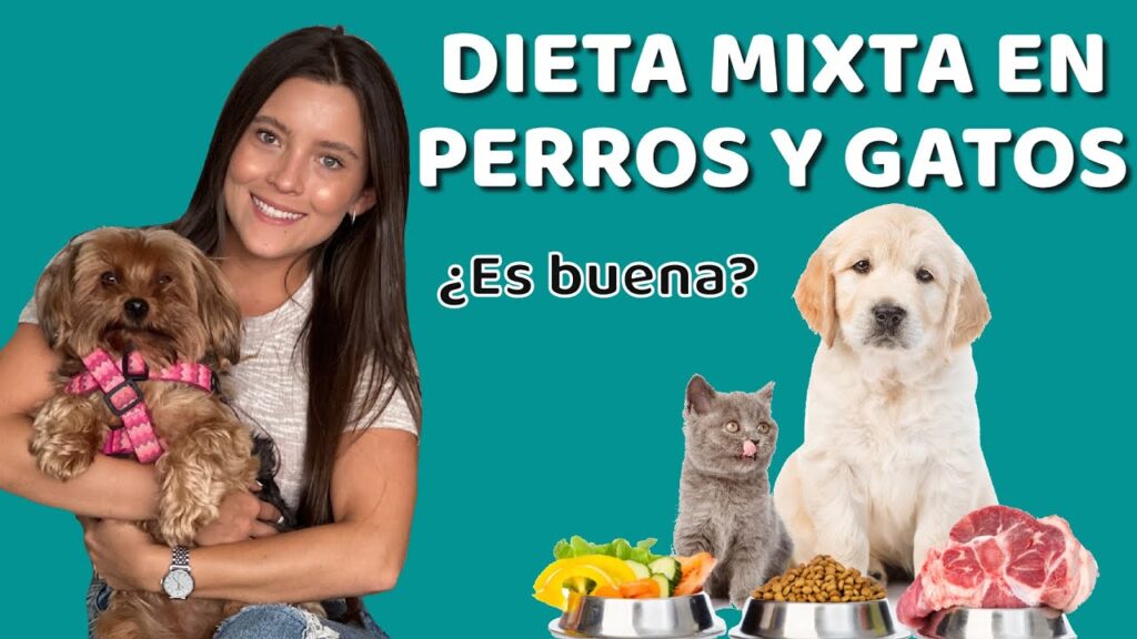alimento para perros y gatos