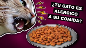 comida-para-gatos-alergicos