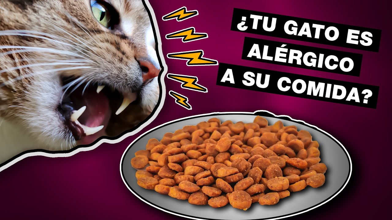 comida para gatos alergicos