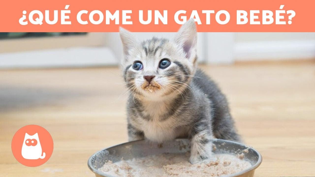 comida para gatos bebes de 1 mes