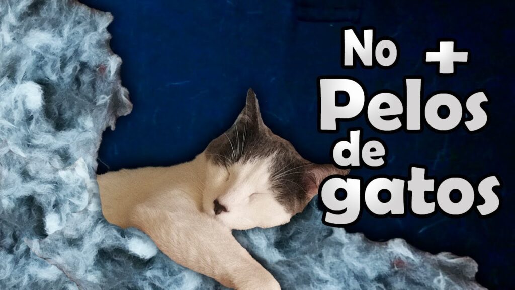 comida para gatos buena para el control de la caida del pelo