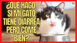 comida-para-gatos-con-diarrea