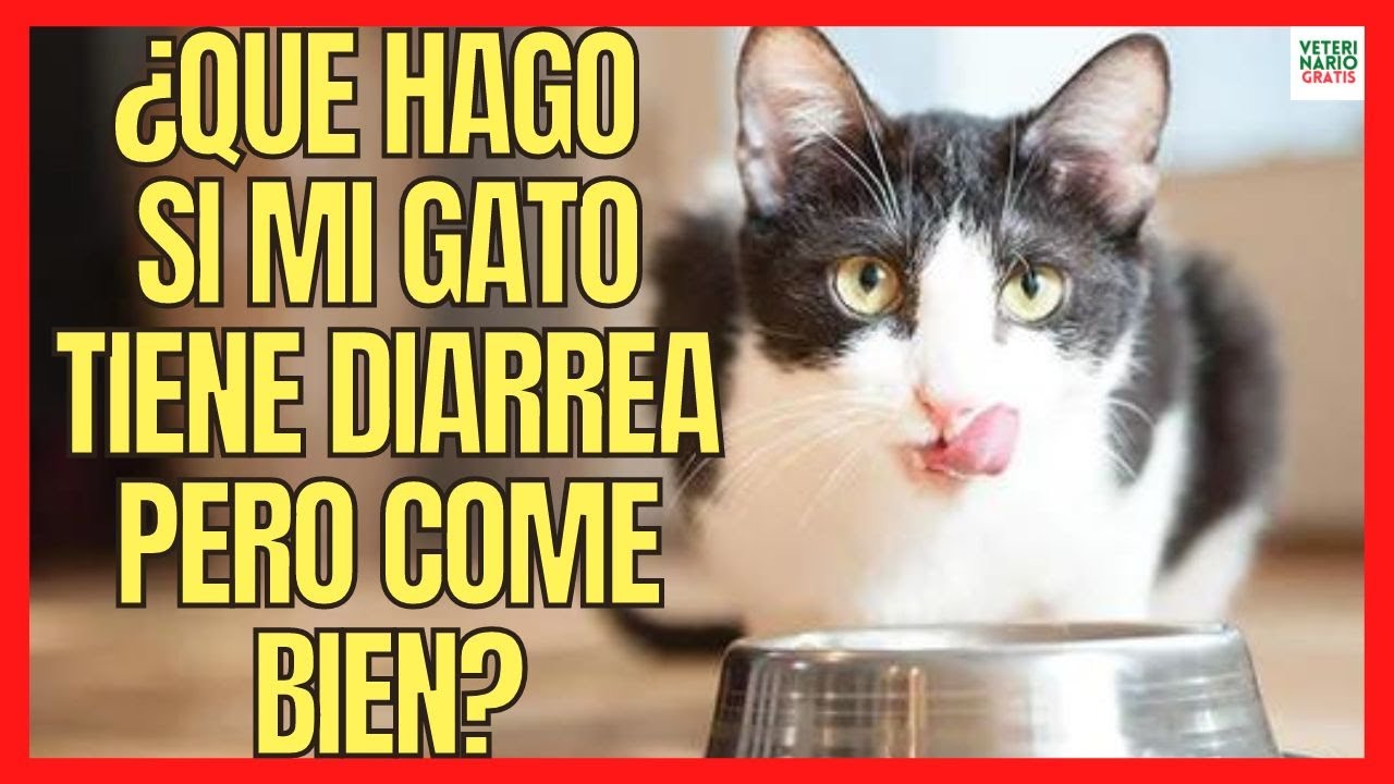 comida para gatos con diarrea