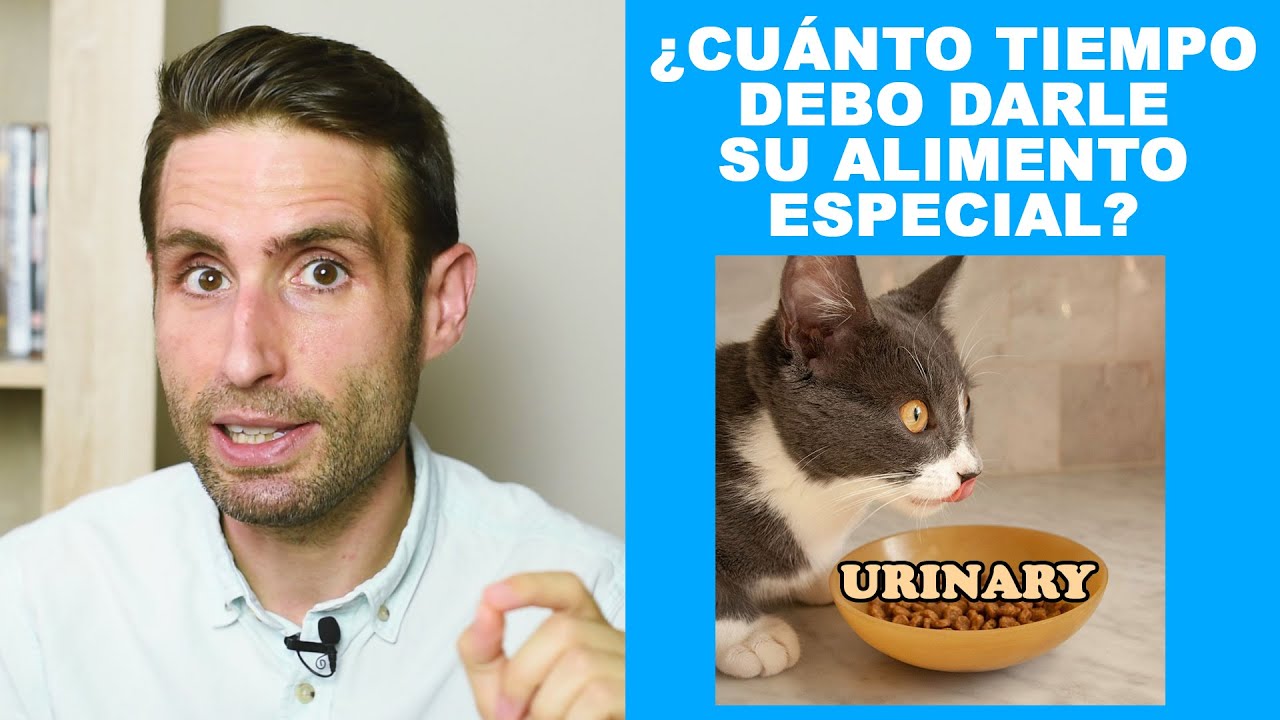 comida para gatos con problemas urinarios precio