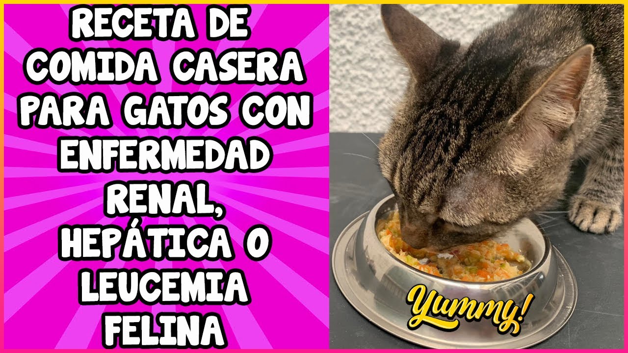 comida para gatos enfermos del estomago