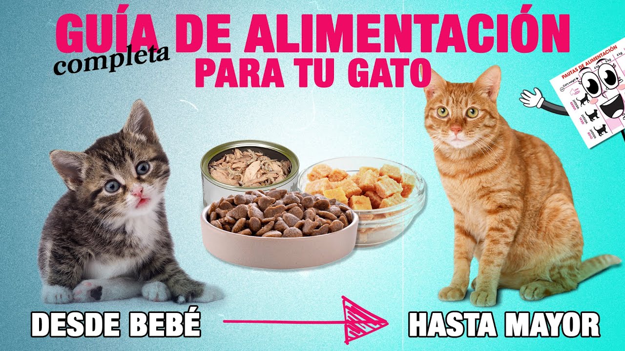comida para gatos gati