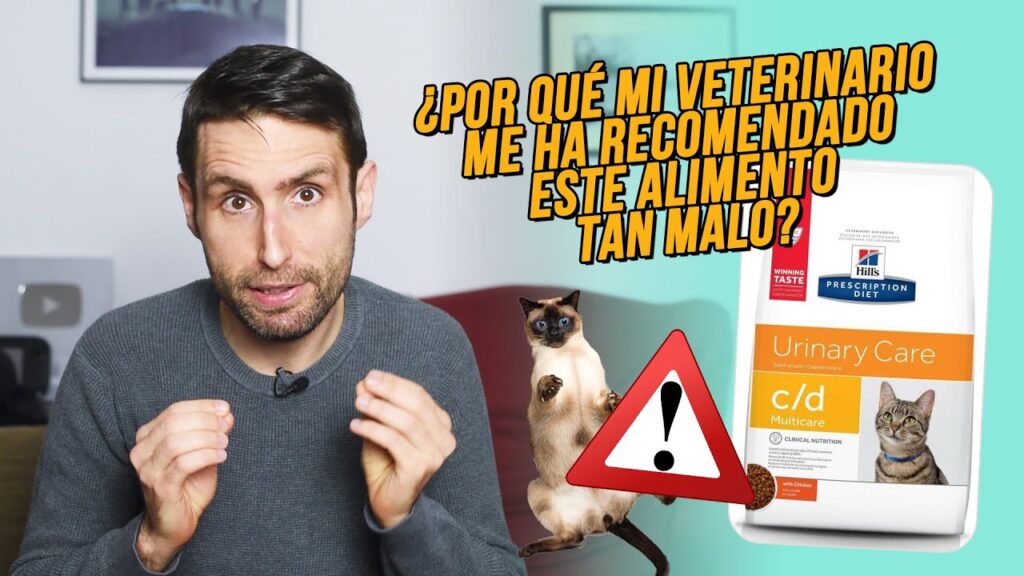 comida para gatos kimba