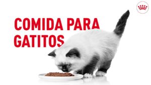 comida-para-gatos-kitten