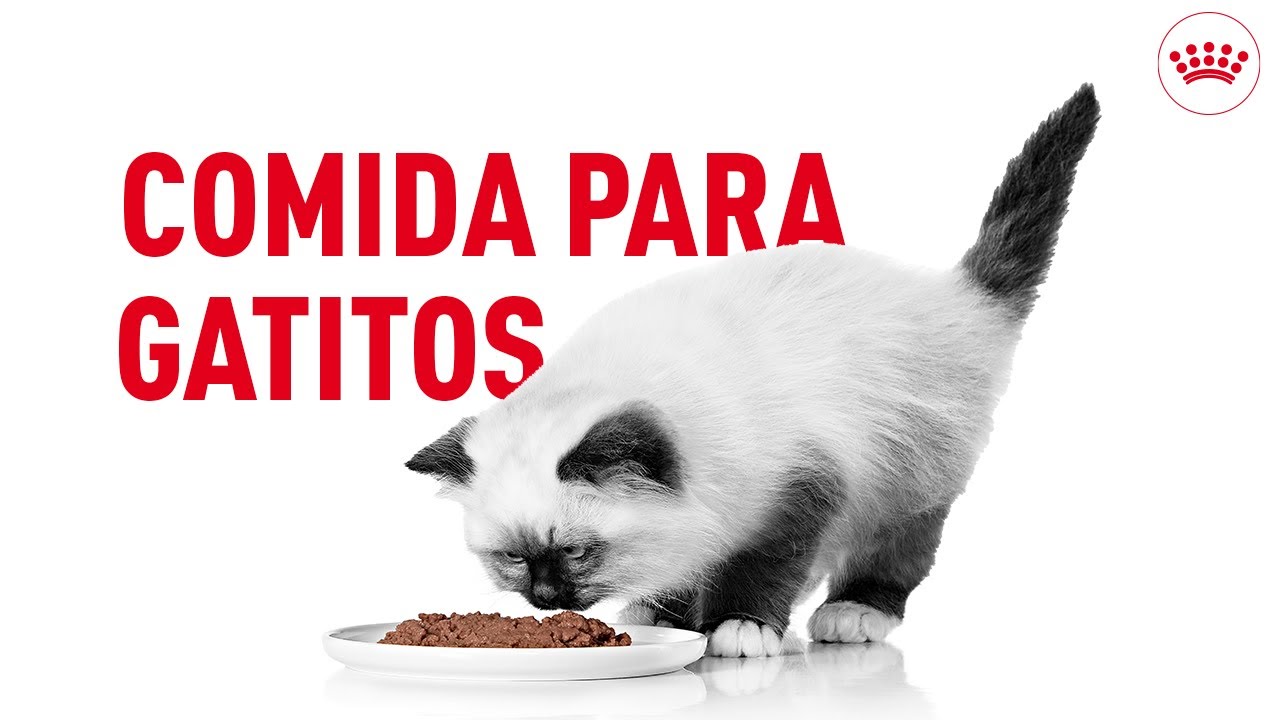 comida para gatos kitten