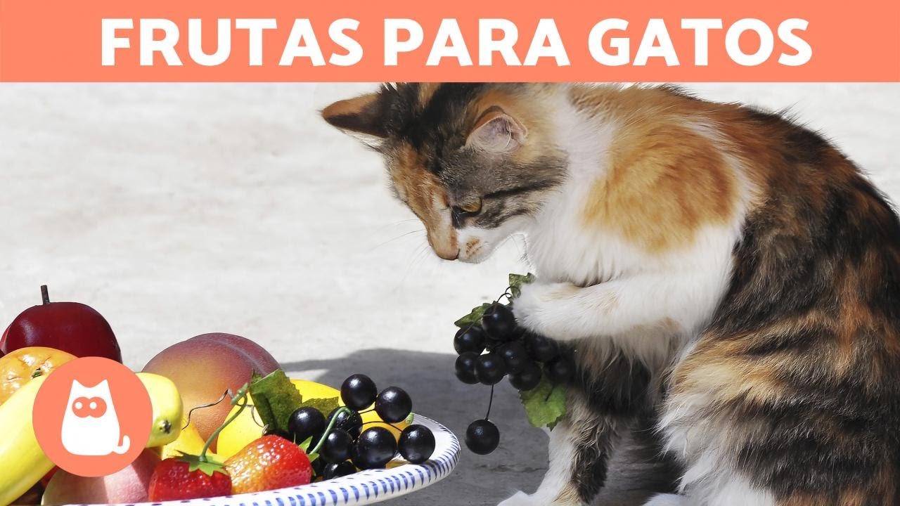 comida para gatos nu0026d