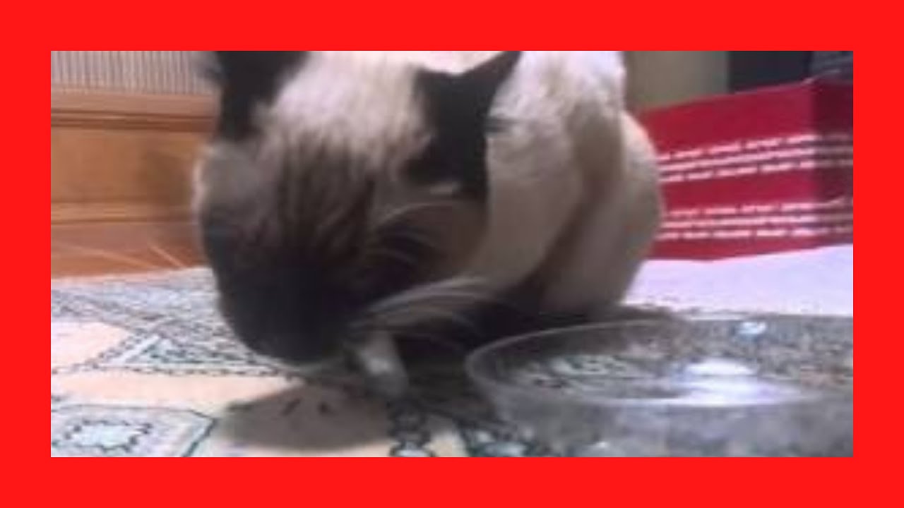 comida para gatos siameses