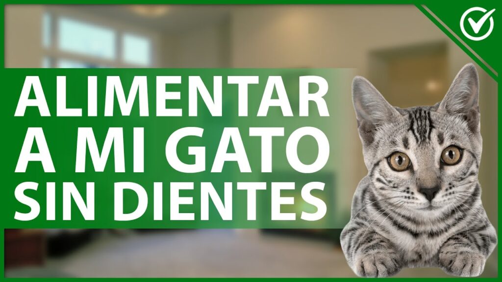 comida para gatos sin dientes