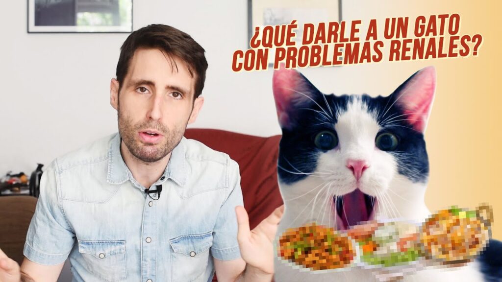 comida para gatos urea