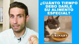 comida-para-gatos-urinary