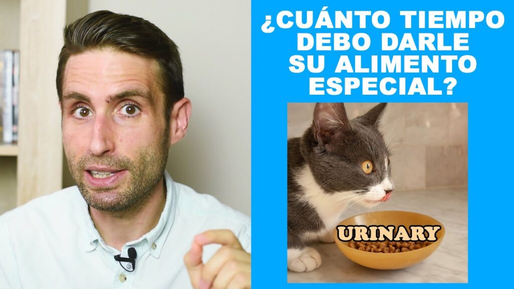 comida para gatos urinary care