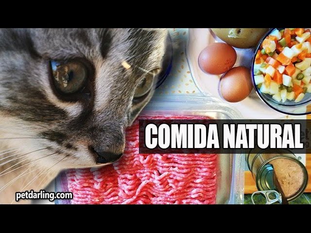 comida para gatos vida sana