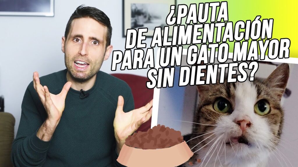comida para gatos viejos sin dientes