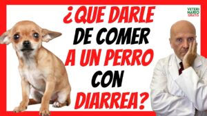 comida-para-perros-con-diarrea