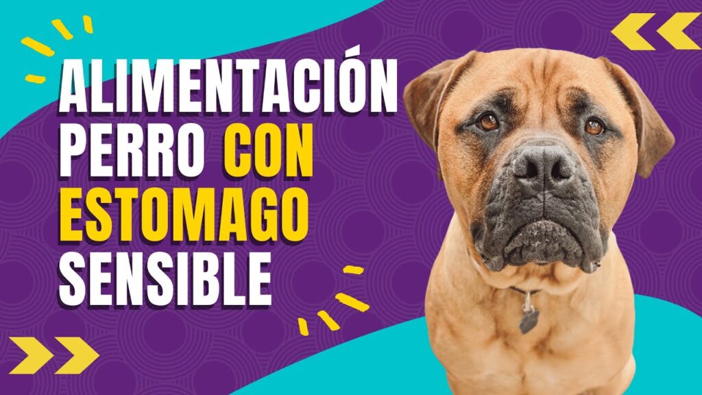 comida para perros con problemas digestivos