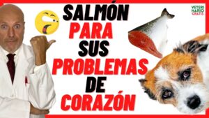 comida-para-perros-de-salmon