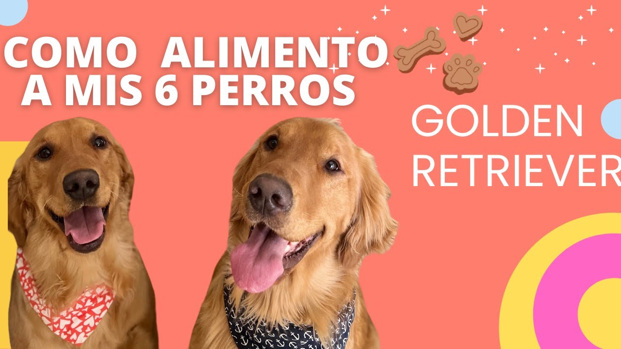 comida para perros golden retriever