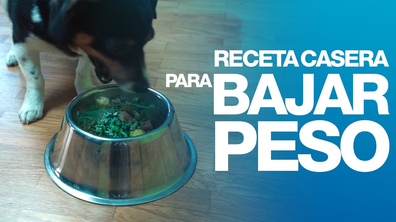 comida para perros gordos