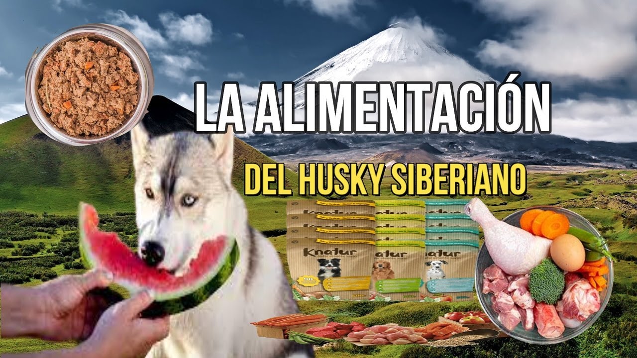 comida para perros huskies siberianos