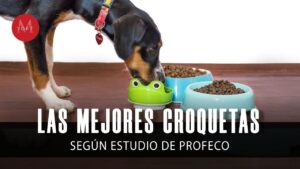 comida-para-perros-marcas-recomendadas