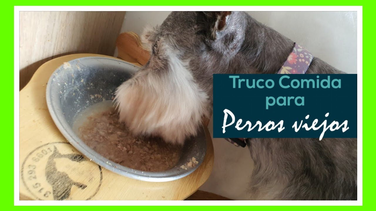 comida para perros mayores de 15 anos