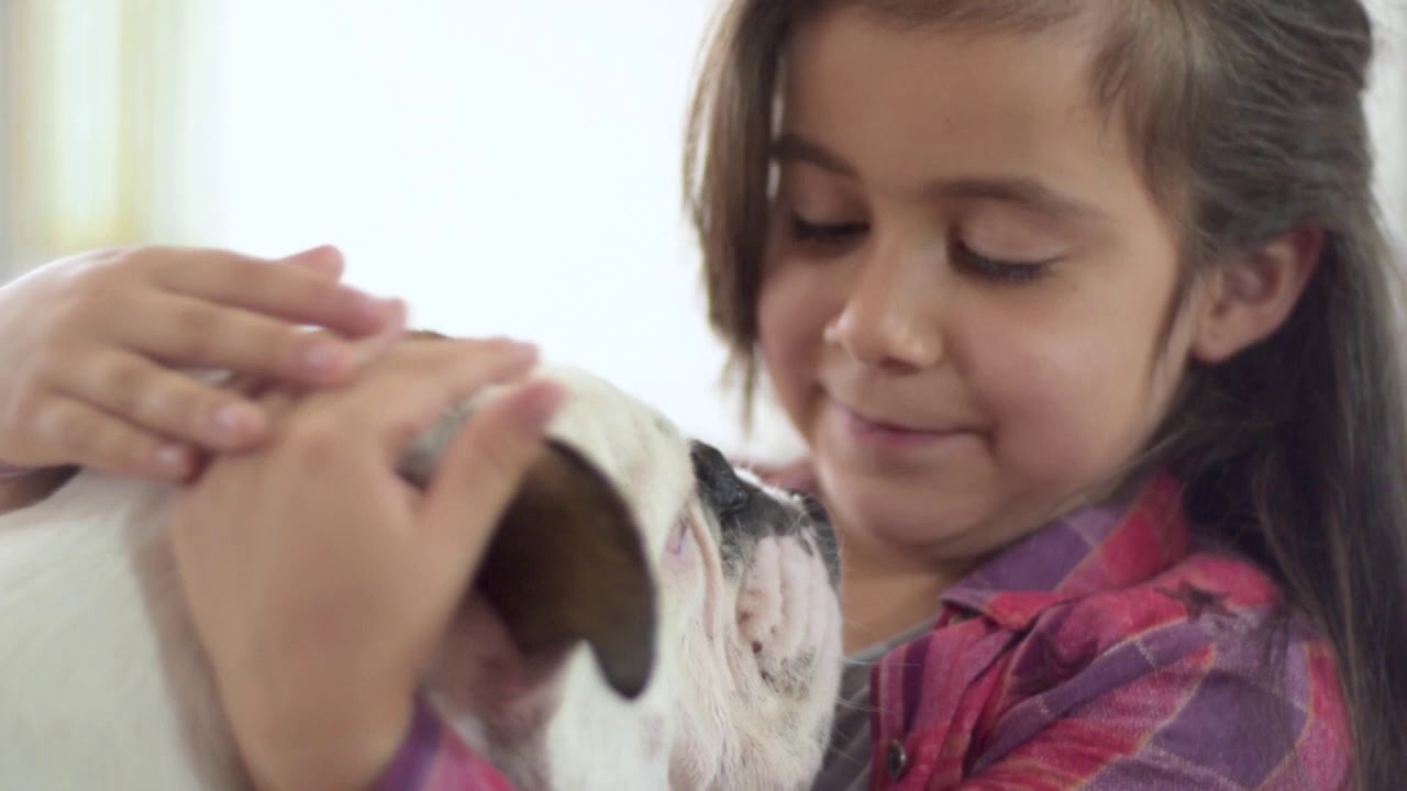 comida para perros nutrion