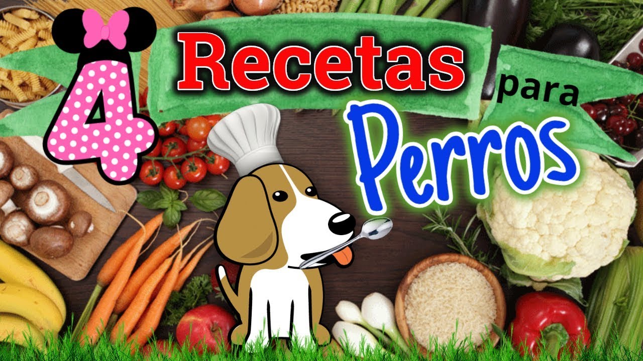 comida para perros pequenos 1