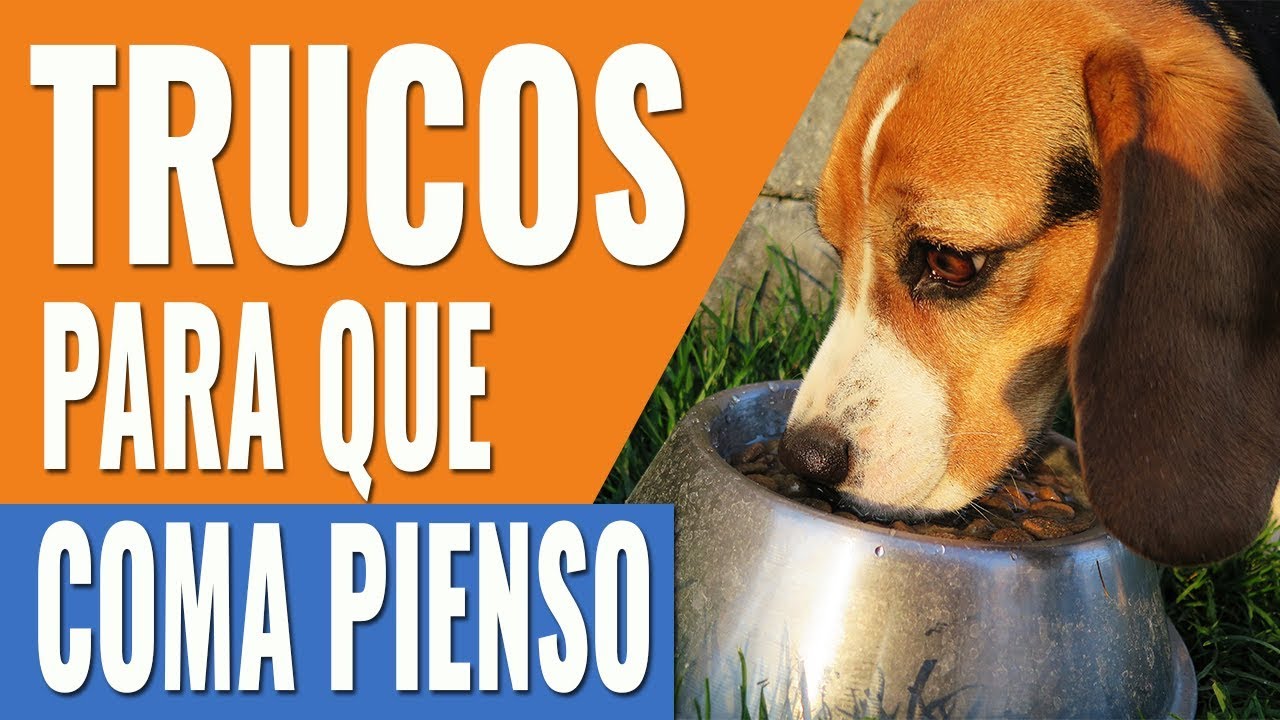 comida para perros que no sea pienso