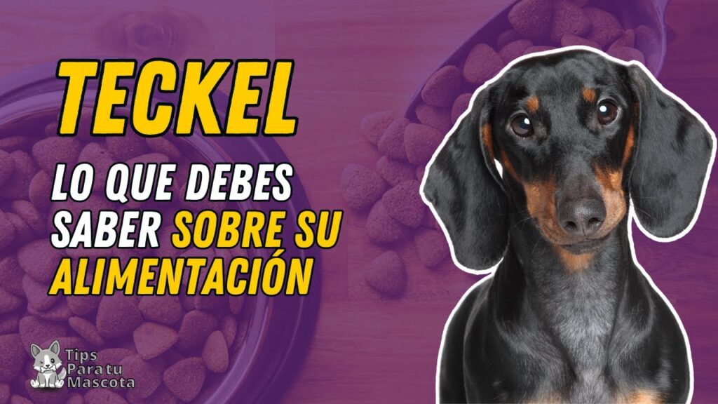 comida para perros salchichas