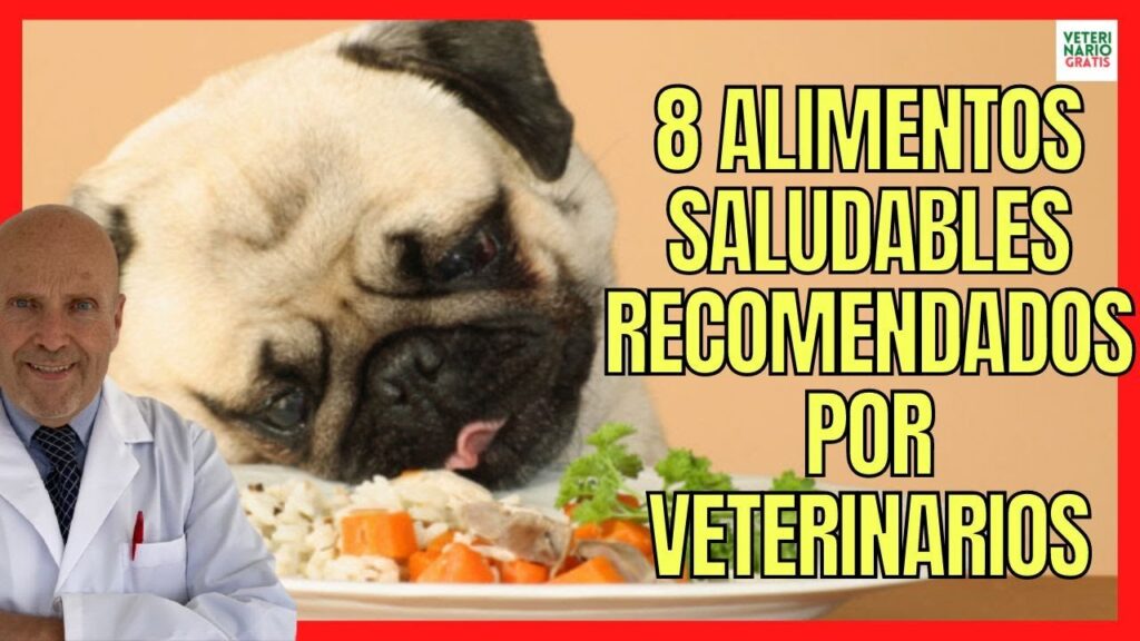 comida para perros saludable