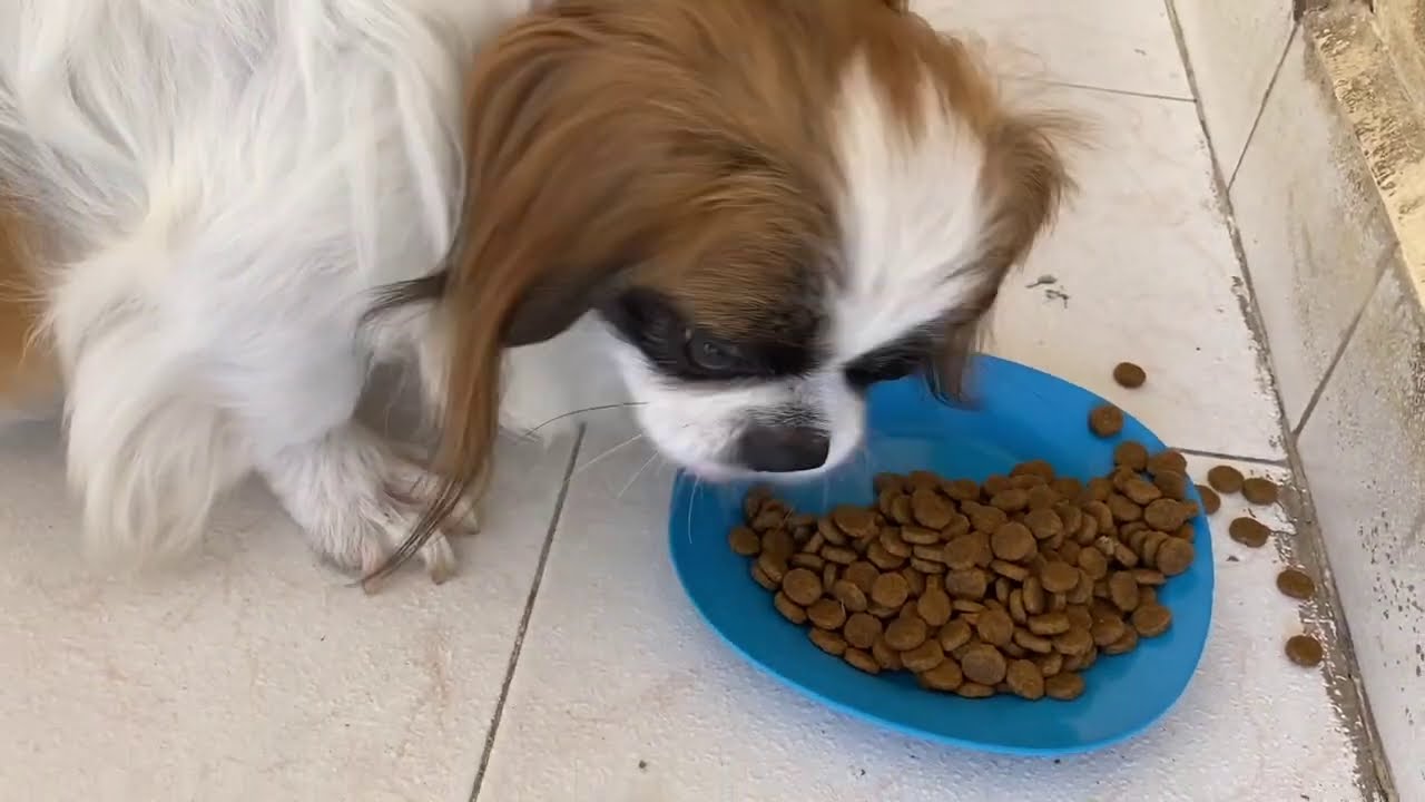 La Guía Definitiva De Alimentación Para Perros Shih Tzu Cachorro