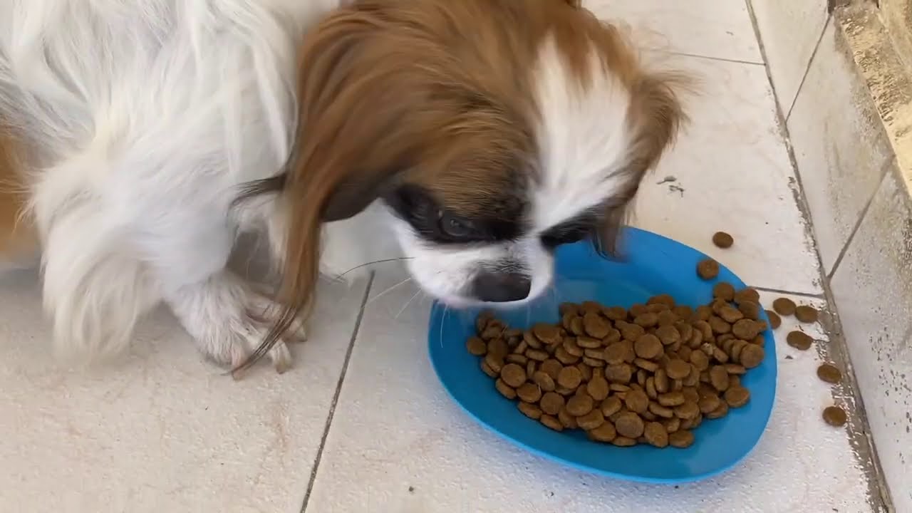 comida para perros shih tzu