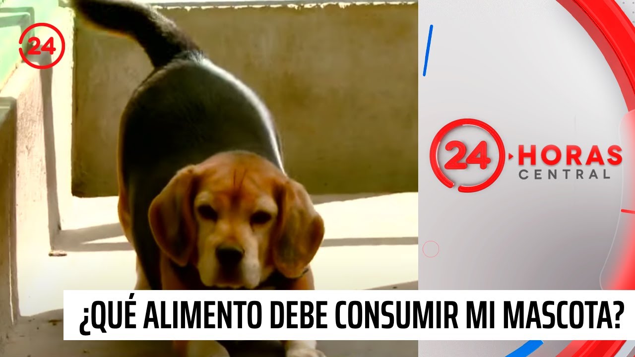 comida para perros temuco