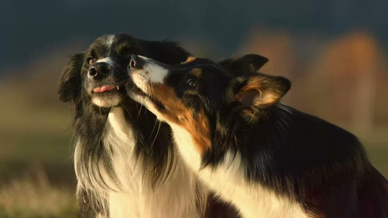 comida para perros uruguay